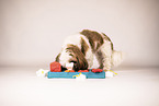 Shih Tzu mit Intelligenzspielzeug