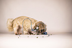 Shih Tzu mit Intelligenzspielzeug