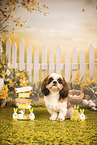 Shih Tzu