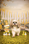 Shih Tzu