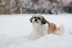 Shih Tzu im Schnee