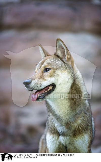 Shikoku Inu Portrait / MAH-01771