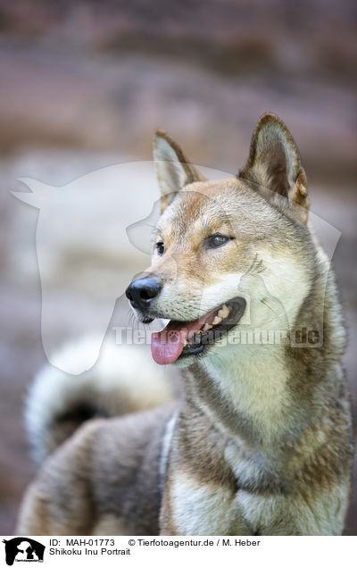 Shikoku Inu Portrait / Shikoku Inu Portrait / MAH-01773