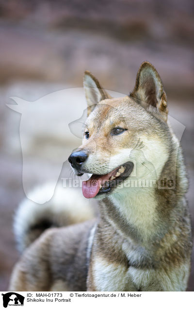 Shikoku Inu Portrait / MAH-01773