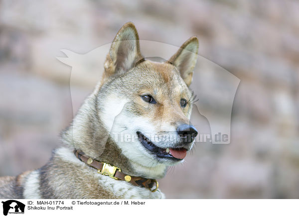 Shikoku Inu Portrait / Shikoku Inu Portrait / MAH-01774