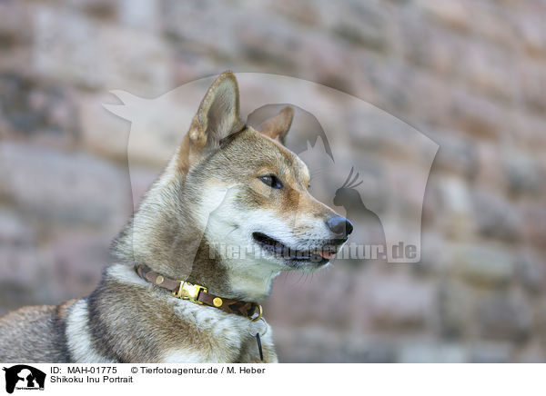 Shikoku Inu Portrait / MAH-01775