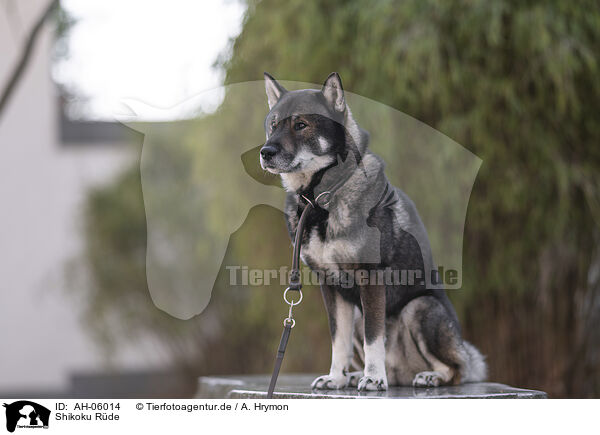 Shikoku Rde / male Shikoku / AH-06014