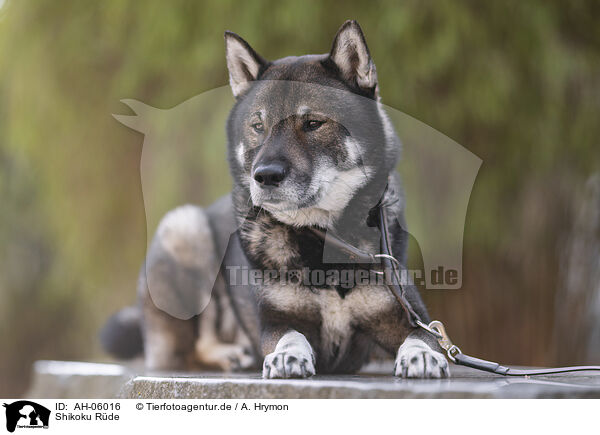 Shikoku Rde / male Shikoku / AH-06016