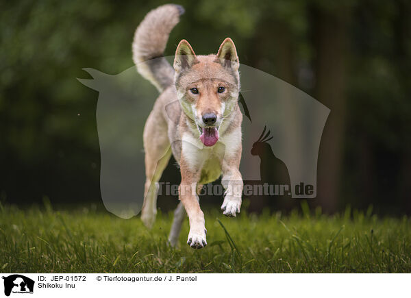 Shikoku Inu / Shikoku Inu / JEP-01572