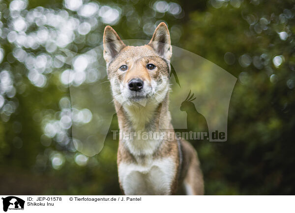 Shikoku Inu / Shikoku Inu / JEP-01578