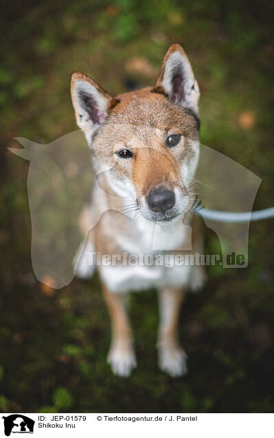 Shikoku Inu / Shikoku Inu / JEP-01579