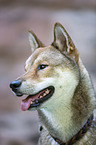 Shikoku Inu Portrait