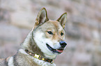 Shikoku Inu Portrait