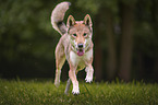 Shikoku Inu