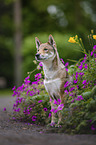Shikoku Inu