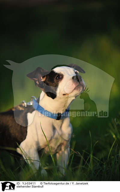 stehender Siambull / standing Siam Bull / YJ-03411