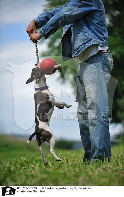 spielender Siambull / playing Siambull / YJ-06223