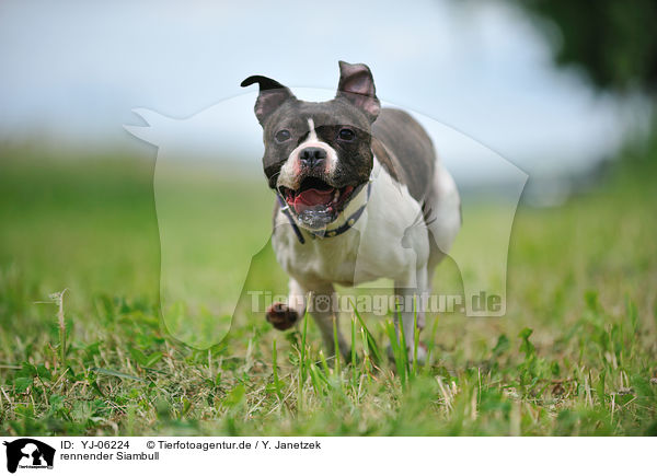 rennender Siambull / running Siambull / YJ-06224