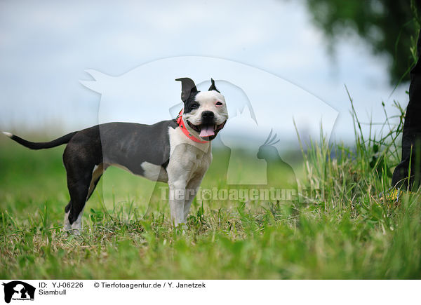 Siambull / Siambull / YJ-06226