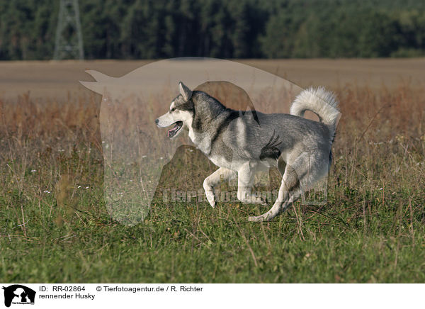 rennender Husky / running husky / RR-02864