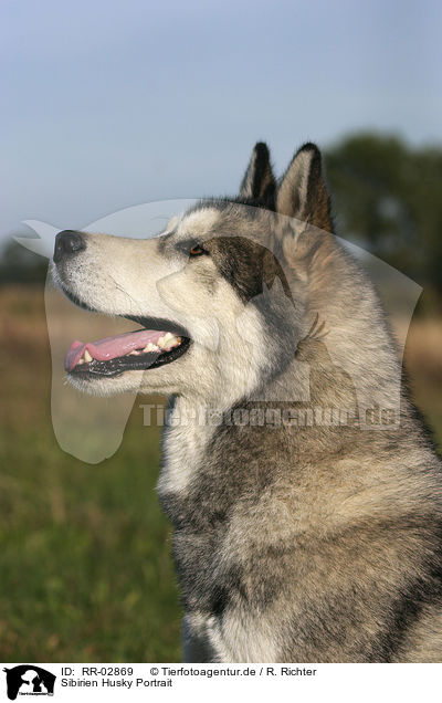 Sibirien Husky Portrait / RR-02869