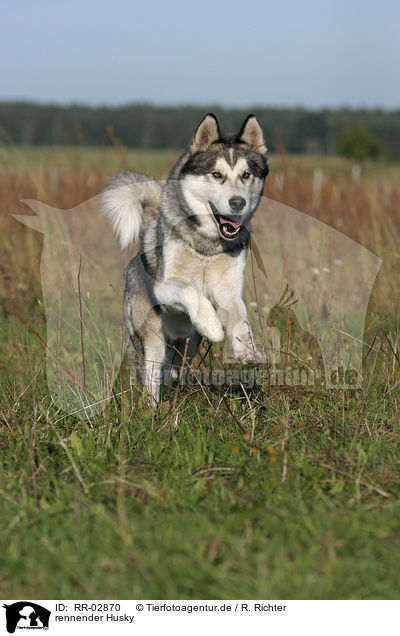 rennender Husky / RR-02870