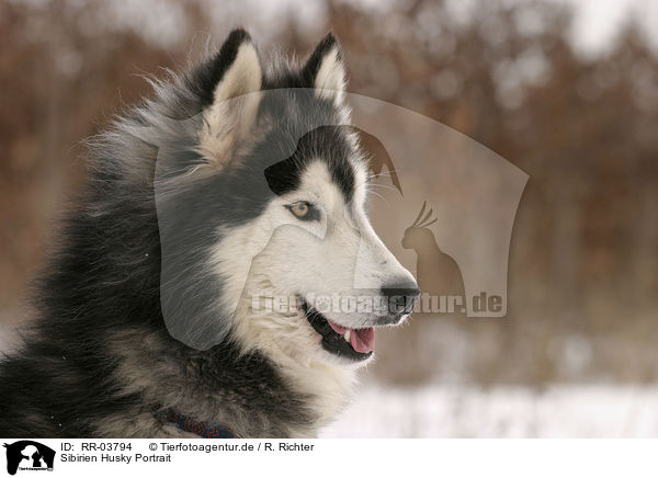 Sibirien Husky Portrait / RR-03794