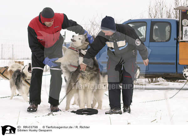 Sibirien Husky Gespann / team / RR-03798