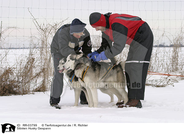 Sibirien Husky Gespann / team / RR-03799