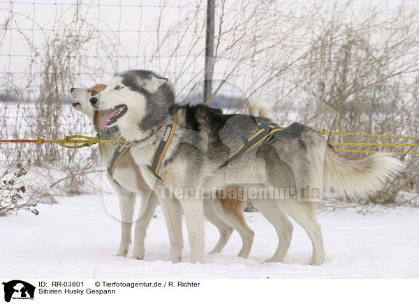 Sibirien Husky Gespann / team / RR-03801