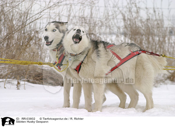 Sibirien Husky Gespann / team / RR-03802