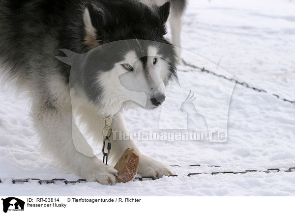 fressender Husky / eating Sibirien Husky / RR-03814