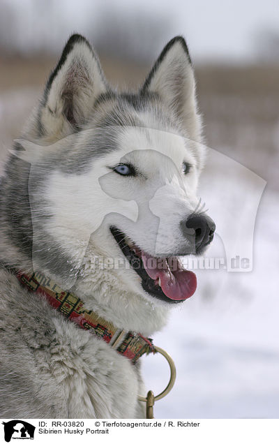 Sibirien Husky Portrait / Siberian Husky Portrait / RR-03820