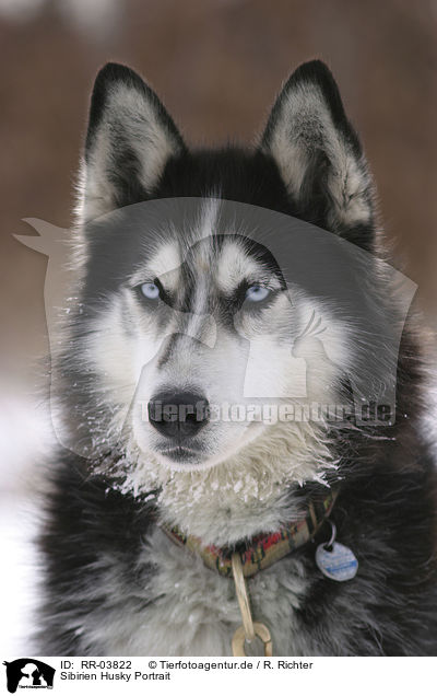 Sibirien Husky Portrait / RR-03822