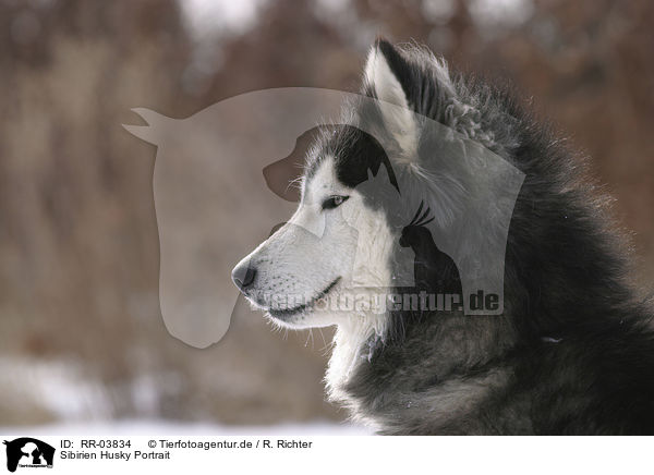 Sibirien Husky Portrait / RR-03834
