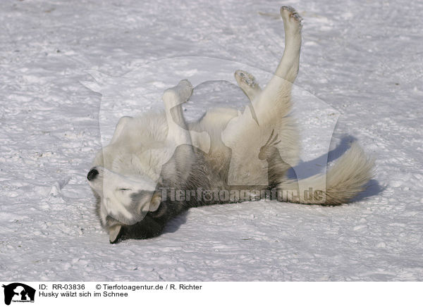 Husky wlzt sich im Schnee / RR-03836