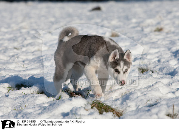 Siberian Husky Welpe im Schnee / Husky Puppy in snow / KF-01455