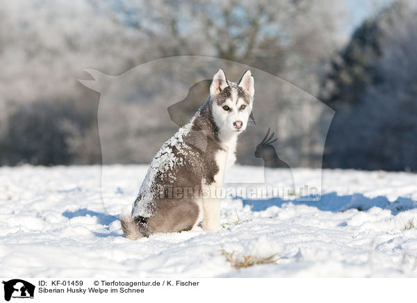 Siberian Husky Welpe im Schnee / Husky Puppy in snow / KF-01459