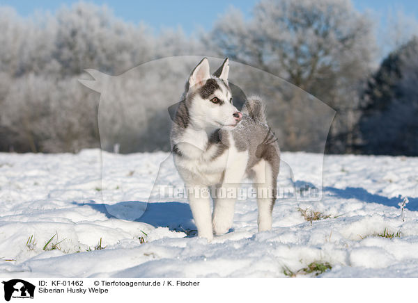 Siberian Husky Welpe / Siberian Husky Puppy / KF-01462