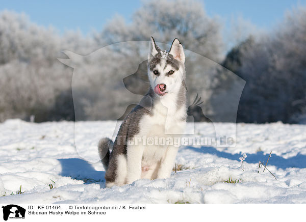 Siberian Husky Welpe im Schnee / KF-01464
