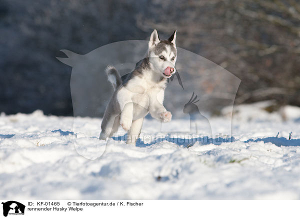 rennender Husky Welpe / running Husky Puppy / KF-01465
