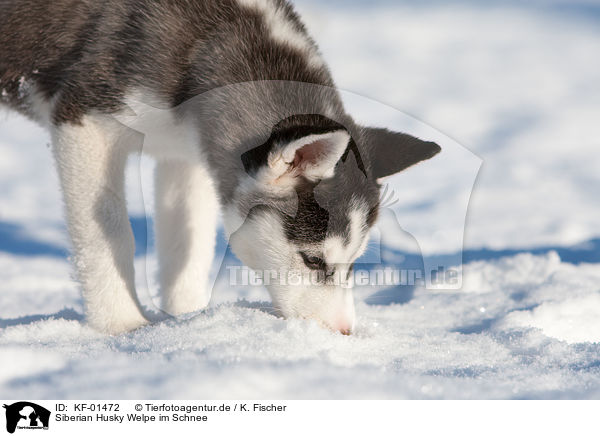 Siberian Husky Welpe im Schnee / KF-01472