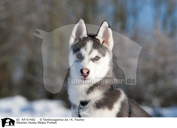 Siberian Husky Welpe Portrait / KF-01482