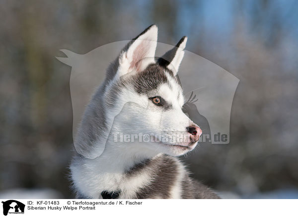 Siberian Husky Welpe Portrait / KF-01483