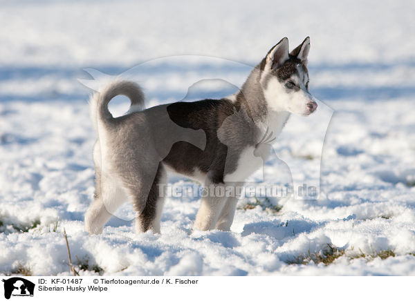 Siberian Husky Welpe / KF-01487