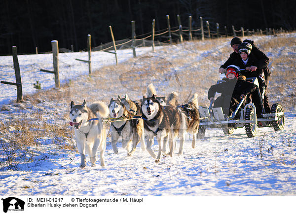 Siberian Husky ziehen Dogcart / MEH-01217