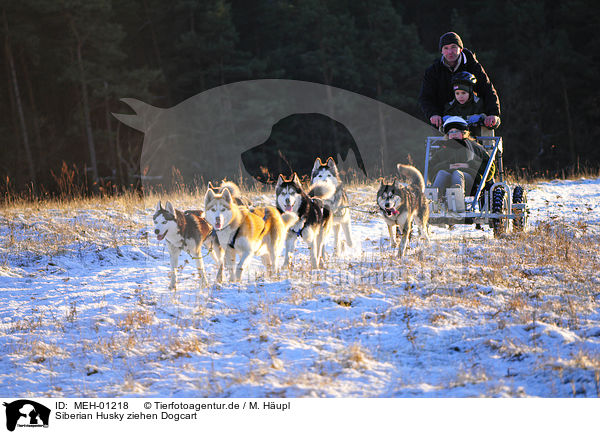 Siberian Husky ziehen Dogcart / MEH-01218