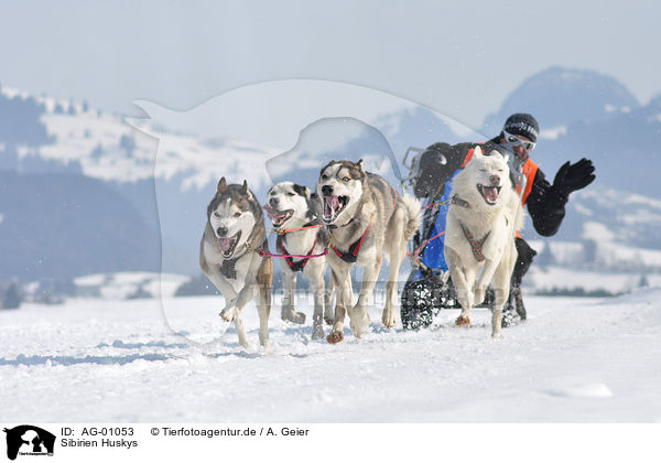 Sibirien Huskys / Siberian Huskys / AG-01053