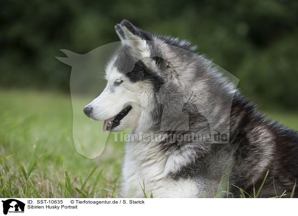 Sibirien Husky Portrait / SST-10635