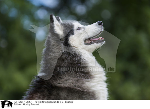 Sibirien Husky Portrait / SST-10647